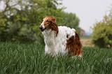 BARZOI 068